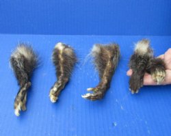 5 piece lot of North American Opossum feet, opossum paws, cured in formaldehyde,  measuring 3 to 5 inches in length for $20/lot