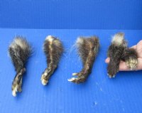 5 piece lot of North American Opossum feet, opossum paws, cured in formaldehyde,  measuring 3 to 5 inches in length - you will receive the feet pictured for $20/lot