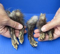 5 piece lot of North American Opossum feet, opossum paws, cured in formaldehyde,  measuring 3 to 5 inches in length - you will receive the feet pictured for $20/lot