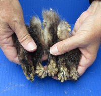 5 piece lot of North American Opossum feet, opossum paws, cured in formaldehyde,  measuring 3 to 5 inches in length for $20/lot