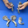 5 piece lot of North American Raccoon legs cured in formaldehyde, measuring 5 to 7 inches in length - you will receive the legs pictured for $15/lot