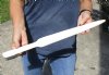 Polished Swordfish Bill carved into a sword, 19 inches long (You are buying the sword in the photo) for $70