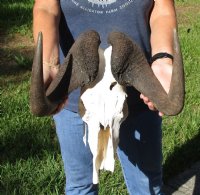 14-1/2 inch wide #2 Grade African Black Wildebeest Skull and Horns - You are buying the black wildebeest skull pictured for $70 (damaged nose and skull)