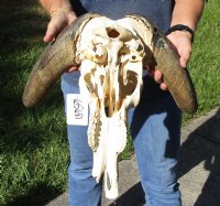 16-1/2 inch wide #2 Grade African Black Wildebeest Skull and Horns - You are buying the black wildebeest skull pictured for $70 (Damaged nose and horn, missing teeth)