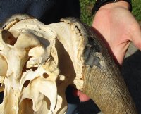16-1/2 inch wide #2 Grade African Black Wildebeest Skull and Horns - You are buying the black wildebeest skull pictured for $70 (Damaged nose and horn, missing teeth)