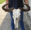 24 inch wide #2 Grade Blue Wildebeest Skull - You are buying the skull shown for $60 (Damaged nose and back of skull, missing some teeth)