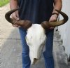 19-1/2 inch wide #2 Grade Blue Wildebeest Skull - You are buying the skull shown for $65 (Damaged nose, missing some teeth)