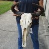 16 inch wide #2 Grade Blue Wildebeest Skull - You are buying the skull shown for $65 (Damaged nose, damaged back of skull)