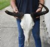 19-1/2 inch wide #2 Grade Blue Wildebeest Skull - You are buying the skull shown for $70 (Damaged nose, damaged horn, missing teeth)