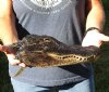12 inch Preserved Alligator head with mouth and eyes closed (You are buying the  alligator head pictured) for $25 (Hole in top of head, damage to back of head)