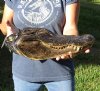 17 inch Preserved Alligator head with mouth and eyes closed (You are buying the  alligator head pictured) for $85 (damage to the top of head)