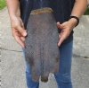 XL North American Beaver tail cured in formaldehyde (end painted black) measuring 11-1/2 x 5-1/2 inches - You are buying the tail shown for $14.00