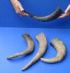 4 pc lot of Water Buffalo Horns measuring approximately 13 to 15 inches long each - You are buying the horns shown for $20/lot