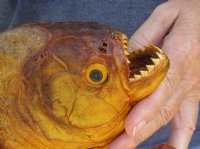 10-3/4 inch Extra Large Real dried Piranha Fish from South America on a wood display base (You are buying the piranha shown) for $59.00 (will have some tiny small holes in the skin)