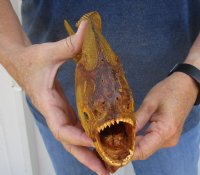 10-1/2 inch Extra Large Real dried Piranha Fish from South America on a wood display base (You are buying the piranha shown) for $59.00 (will have some tiny small holes in the skin)