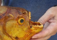 10-1/2 inch Extra Large Real dried Piranha Fish from South America on a wood display base (You are buying the piranha shown) for $59.00 (will have some tiny small holes in the skin)