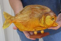 11 inch Extra Large Real dried Piranha Fish from South America on a wood display base (You are buying the piranha shown) for $59.00 (will have some tiny small holes in the skin)