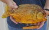 11 inch Extra Large Real dried Piranha Fish from South America on a wood display base (You are buying the piranha shown) for $59.00 (will have some tiny small holes in the skin)
