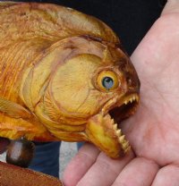 #2 Grade 8-1/4 inch Real dried Piranha Fish from South America on a wood display base (You are buying the piranha shown) for $29.00 (damaged tail - will have some tiny small holes in the skin)