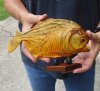 #2 Grade 8-1/4 inch Real dried Piranha Fish from South America on a wood display base (You are buying the piranha shown) for $29.00 (damaged tail, nick on wood base - will have some tiny small holes in the skin)