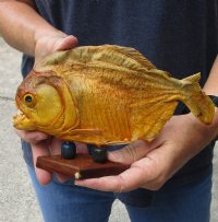 #2 Grade 8-1/4 inch Real dried Piranha Fish from South America on a wood display base (You are buying the piranha shown) for $29.00 (damaged tail, nick on wood base - will have some tiny small holes in the skin)