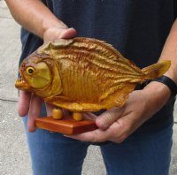 #2 Grade 9 inch Real dried Piranha Fish from South America on a wood display base (You are buying the piranha shown) for $35.00 (damaged tail - will have some tiny small holes in the skin)