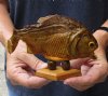 #2 Grade 6-1/4 inch Real dried Piranha Fish from South America on a wood display base (You are buying the piranha shown) for $18.00 (damaged tail - will have some tiny small holes in the skin)