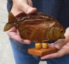 6-1/2 inch Real dried Piranha Fish from South America on a wood display base (You are buying the piranha shown) for $30.00 (will have some tiny small holes in the skin)