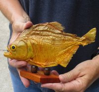 #2 Grade 8 inch Real dried Piranha Fish from South America on a wood display base (You are buying the piranha shown) for $29.00 (damaged tail - will have some tiny small holes in the skin)