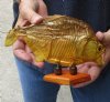 #2 Grade 8 inch Real dried Piranha Fish from South America on a wood display base (You are buying the piranha shown) for $29.00 (damaged tail - will have some tiny small holes in the skin)
