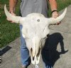 23 inches wide North American bison skull with NO HORNS for sale - you are buying this one for $70 - (Large Box UPS billed weight 66 lbs)(No Post Office Shipping) (Cracks, discoloration and damage)