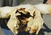 23 inches wide North American bison skull NO HORNS for sale - you are buying this one for $70 - (Large Box UPS billed weight 66 lbs)(No Post Office Shipping) (crack and damage on back)