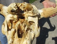 23 inches wide North American bison skull NO HORNS for sale - you are buying this one for $70 - (Large Box UPS billed weight 66 lbs)(No Post Office Shipping) (crack and damage on back)