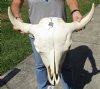 24 inches wide North American bison skull with NO HORNS for sale - you are buying this one for $70 - (Large Box UPS billed weight 66 lbs)(No Post Office Shipping) (Cracks, damage)