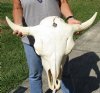 26 inches wide North American bison skull with NO HORNS for sale - you are buying this one for $80 - (Large Box UPS billed weight 66 lbs)(No Post Office Shipping) (Cracks and damage)
