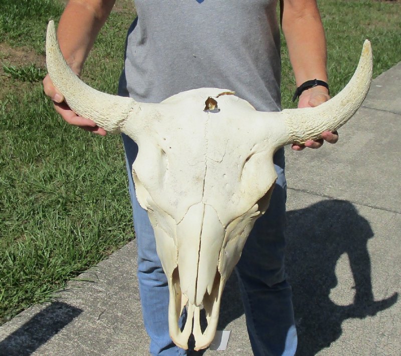 North American bison skull for sale