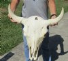 24 inches wide North American bison skull NO HORNS for sale - you are buying this one for $80 - (Large Box UPS billed weight 66 lbs)(No Post Office Shipping) (crack and damage on back)