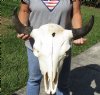 22 inches wide North American bison skull for sale - you are buying this one for $115 - (Large Box UPS billed weight 66 lbs)(No Post Office Shipping) (Cracks, damage underside of skull)