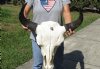 24 inches wide North American bison skull for sale - you are buying this one for $140 - (Large Box UPS billed weight 66 lbs)(No Post Office Shipping) (Cracks, damage underside of skull)