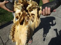 Wholesale North American Bison Skull and Horns, Buffalo Skull and Horns 23" - 27" wide - $140 each: 3 or more @ $130 <font color=red>(Cannot be shipped priority mail)</font>