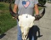 23 inches wide North American bison skull for sale - you are buying this one for $115 - (Large Box UPS billed weight 66 lbs)(No Post Office Shipping) (crack and damage on back)