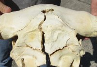 Wholesale North American Bison Skull and Horns, Buffalo Skull and Horns 23" - 27" wide - $140 each: 3 or more @ $130 <font color=red>(Cannot be shipped priority mail)</font>