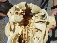 Wholesale North American Bison Skull and Horns, Buffalo Skull and Horns 23" - 27" wide - $140 each: 3 or more @ $130 <font color=red>(Cannot be shipped priority mail)</font>