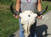 25 inches wide North American bison skull for sale - you are buying this one for $140 - (Large Box UPS billed weight 66 lbs)(No Post Office Shipping) (discolored)