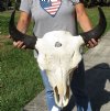 24 inches wide North American bison skull for sale - you are buying this one for $135 - (Large Box UPS billed weight 66 lbs)(No Post Office Shipping) (Cracks, damage)
