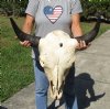 27 inches wide North American bison skull for sale - you are buying this one for $145 - (Large Box UPS billed weight 66 lbs)(No Post Office Shipping) (Cracks, damage)