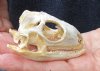 B-Grade North American Iguana skull for sale, 3 inches long  - review all photos. You are buying the skull pictured for $25.00 (Jaws glued shut)