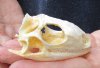 B-Grade North American Iguana skull for sale, 2-3/4 inches long  - review all photos. You are buying the skull pictured for $20.00 (Jaws glued shut)