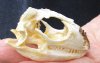 B-Grade North American Iguana skull for sale, 2-3/4 inches long  - review all photos. You are buying the skull pictured for $20.00 (Jaws glued shut)