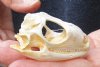 B-Grade North American Iguana skull for sale, 2-3/4 inches long  - review all photos. You are buying the skull pictured for $30.00 (Jaws glued shut)